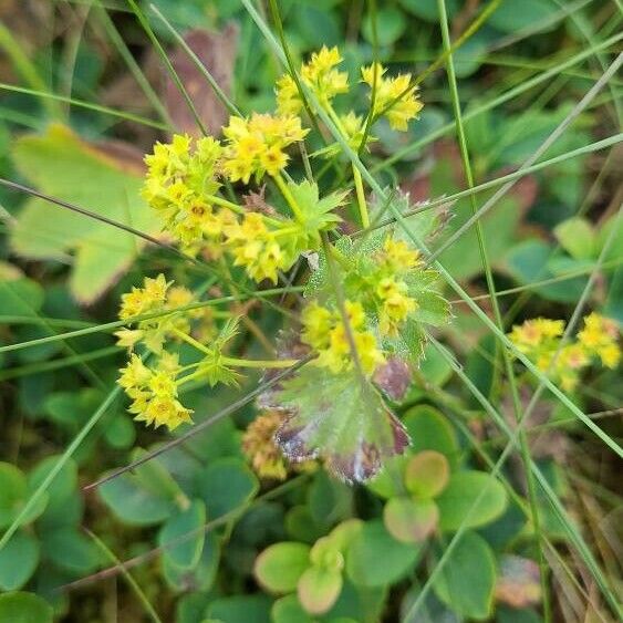 Alchemilla monticola ഇല