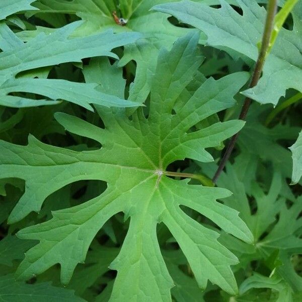 Ligularia wilsoniana 葉