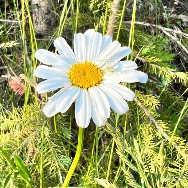 Leucanthemum heterophyllum Кветка