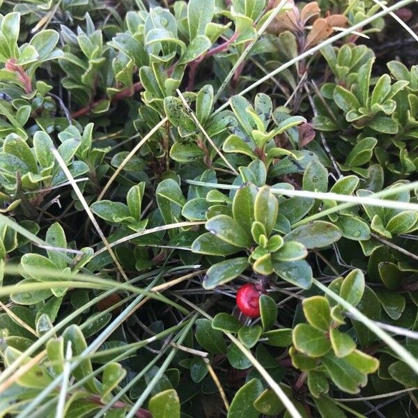 Arctostaphylos uva-ursi পাতা