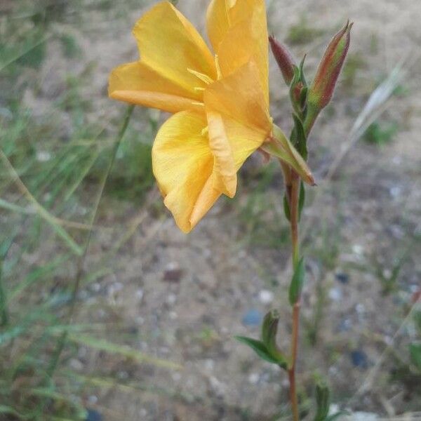 Oenothera stricta Flor