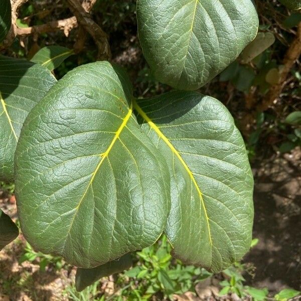 Palicourea guianensis 葉