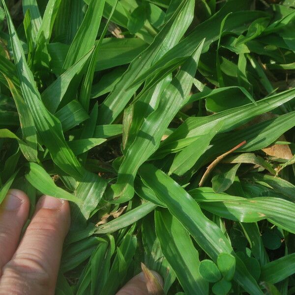 Axonopus compressus Leaf