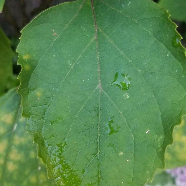 Clerodendrum bungei Leaf