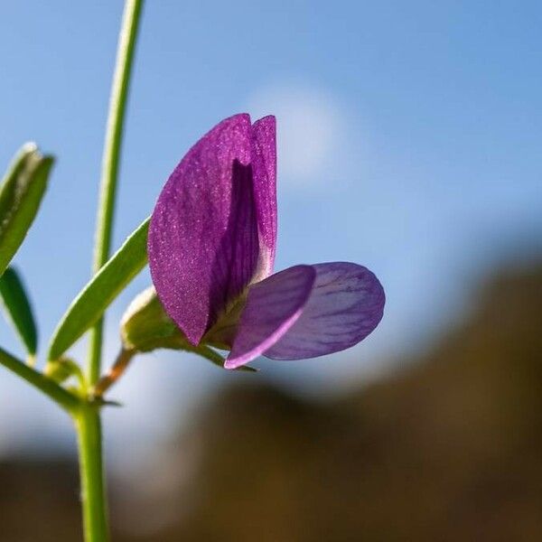 Vicia peregrina Flower