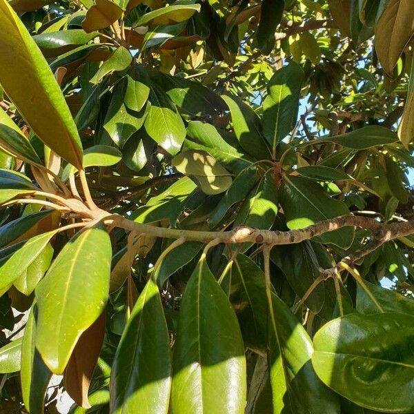 Magnolia virginiana Levél