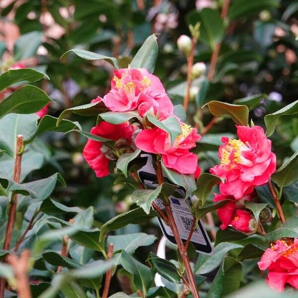 Camellia sasanqua Habit