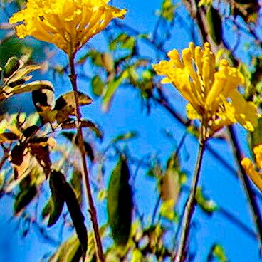 Handroanthus ochraceus 花