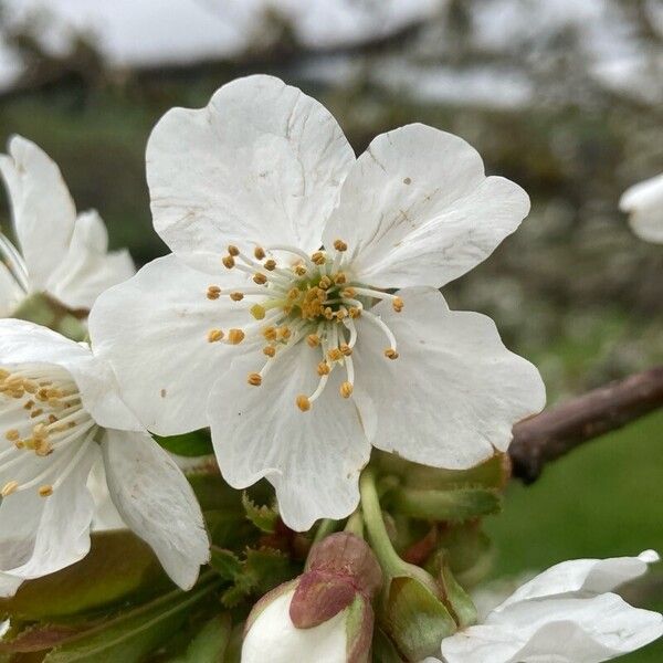 Prunus × gondouinii Bloem