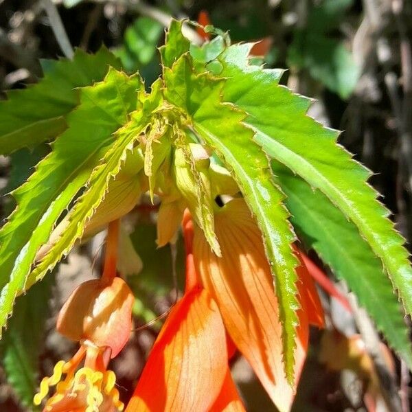 Begonia boliviensis Leaf