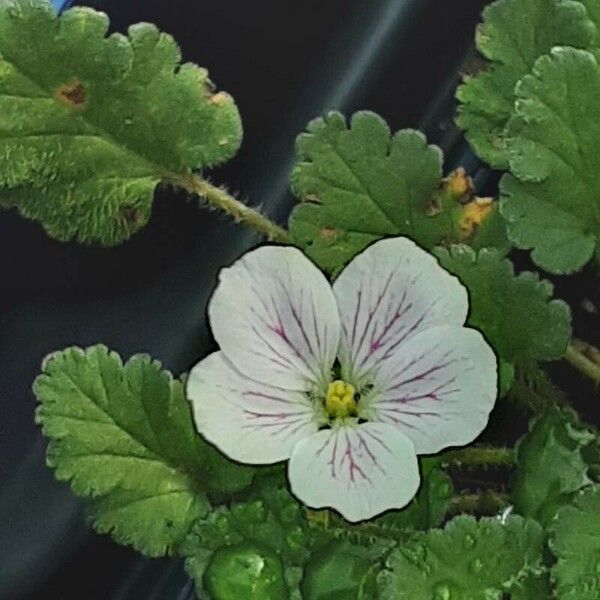 Erodium reichardii Flower