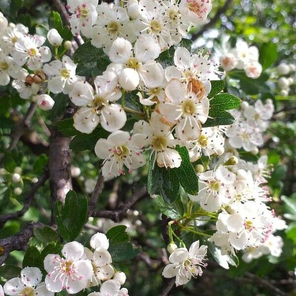 Crataegus monogyna Flower