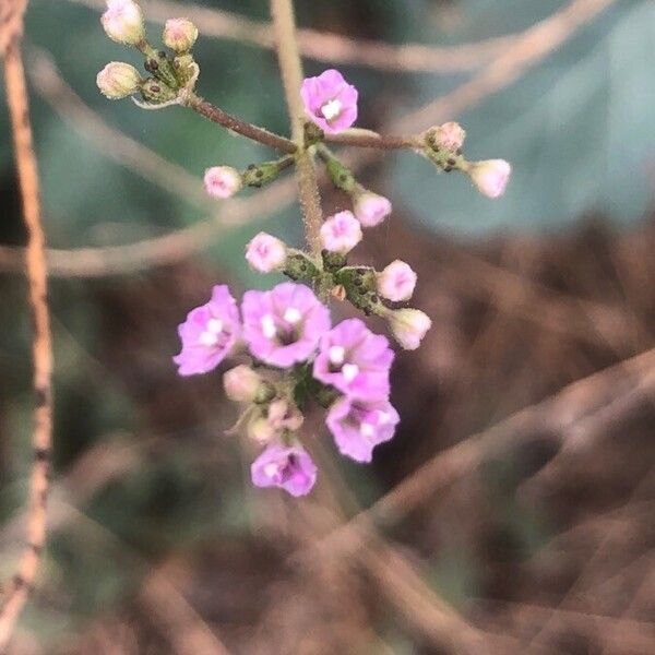 Boerhavia diffusa Flor