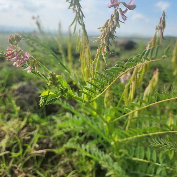 Astragalus atropilosulus Vekstform