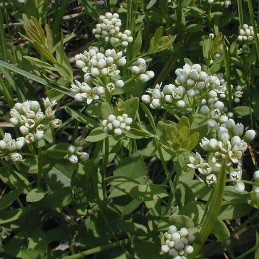 Comandra umbellata Habitatea