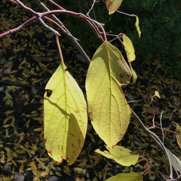 Cornus hemsleyi Leaf