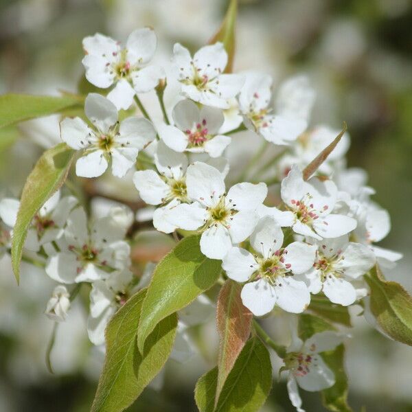 Pyrus phaeocarpa Kwiat