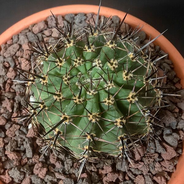 Echinopsis aurea چھال