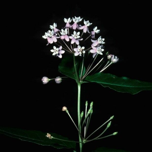 Asclepias quadrifolia Õis