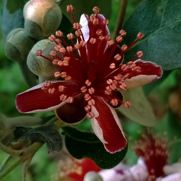 Acca sellowiana Flower