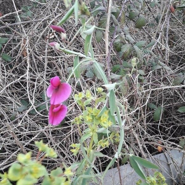 Lathyrus tingitanus Flower