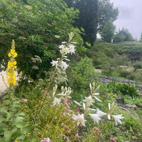 Lilium candidum 花