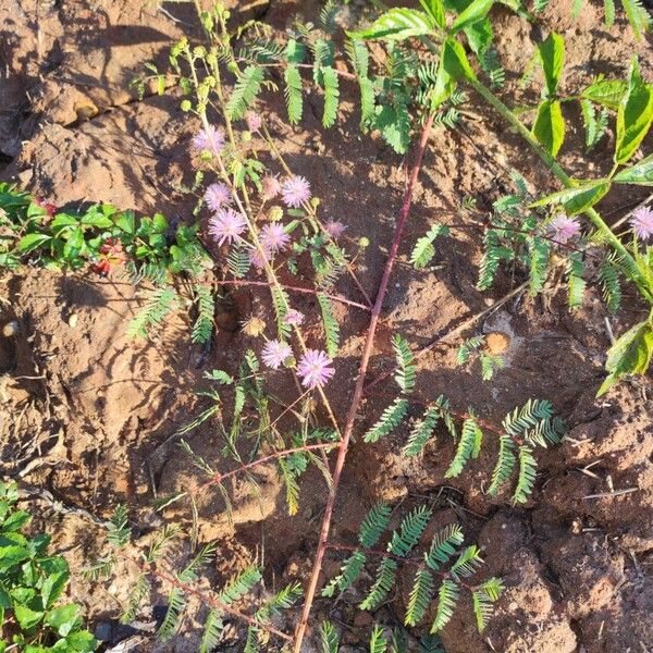 Mimosa quadrivalvis Costuma