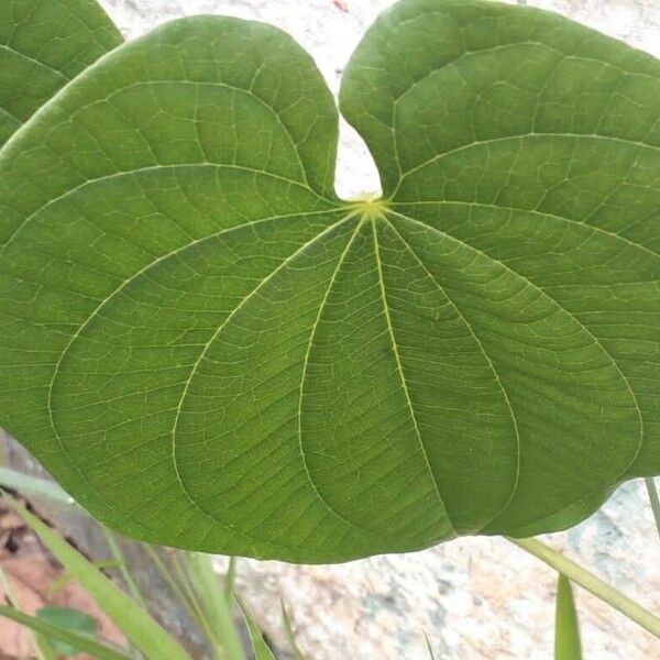 Dioscorea bulbifera Folio