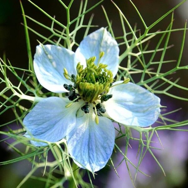 Nigella damascena Blomst