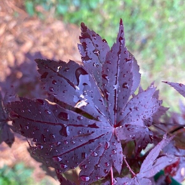 Acer palmatum Habit