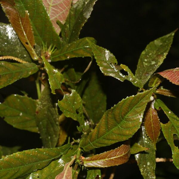 Acalypha apodanthes Yaprak