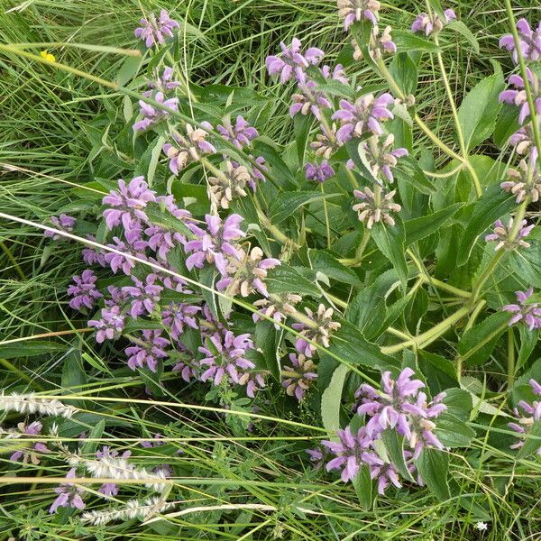 Phlomis herba-venti Habitatea