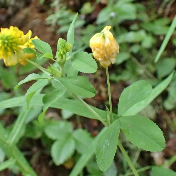 Trifolium aureum Агульны выгляд