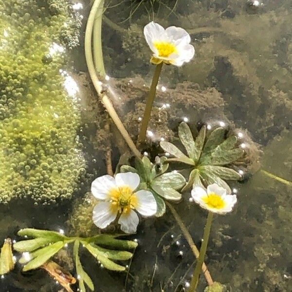 Ranunculus peltatus ᱵᱟᱦᱟ