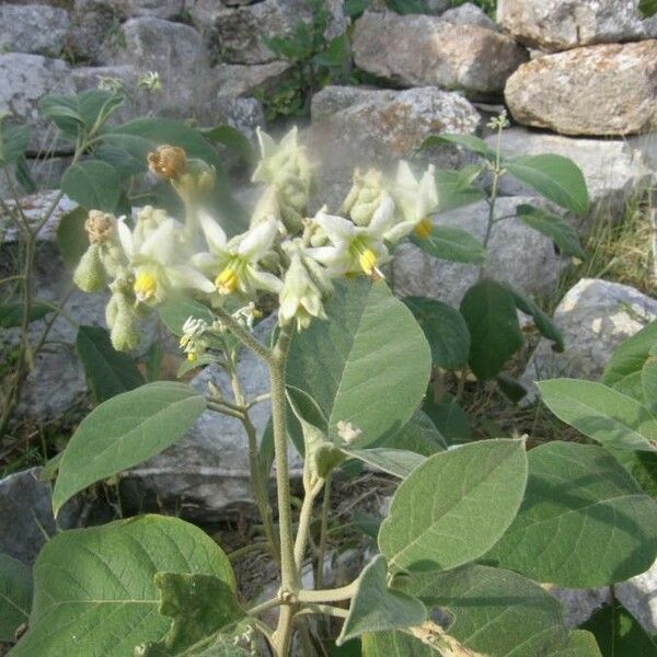 Solanum erianthum Flower