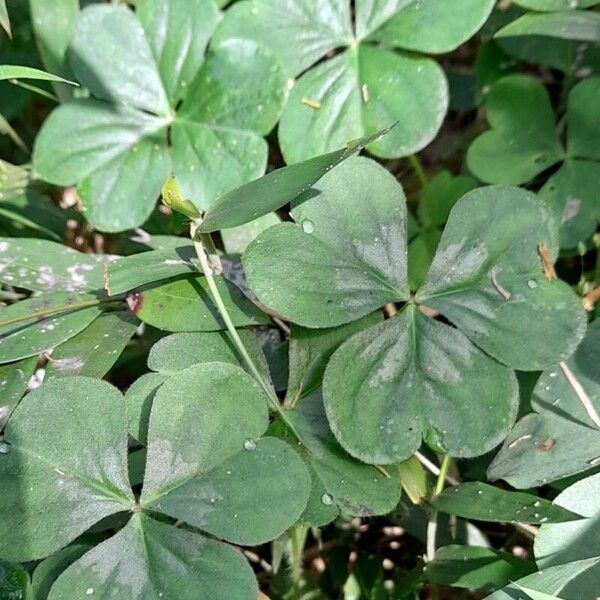 Oxalis debilis Folha