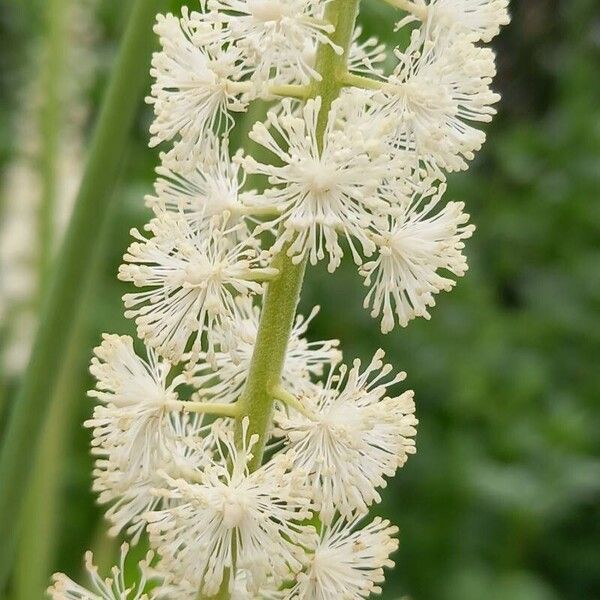 Actaea racemosa Flor