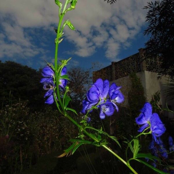 Aconitum napellus Цветок