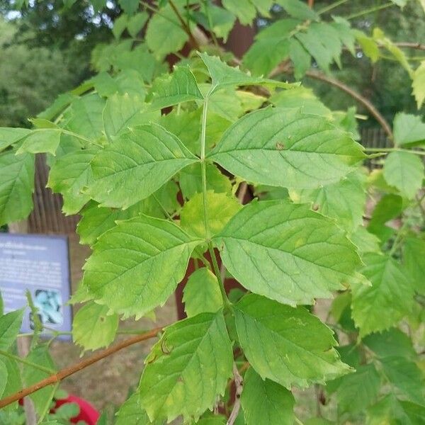 Campsis radicans 叶