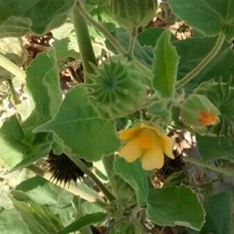 Abutilon theophrasti Fruto