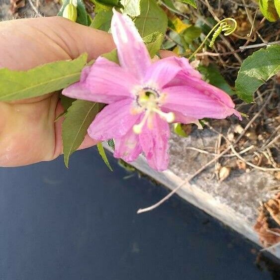 Passiflora tripartita Flower