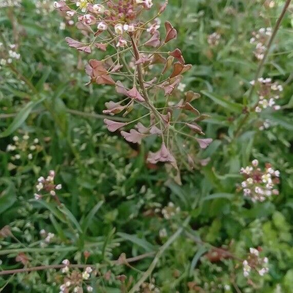 Capsella bursa-pastoris Yeri