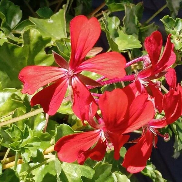 Pelargonium peltatum Blomma