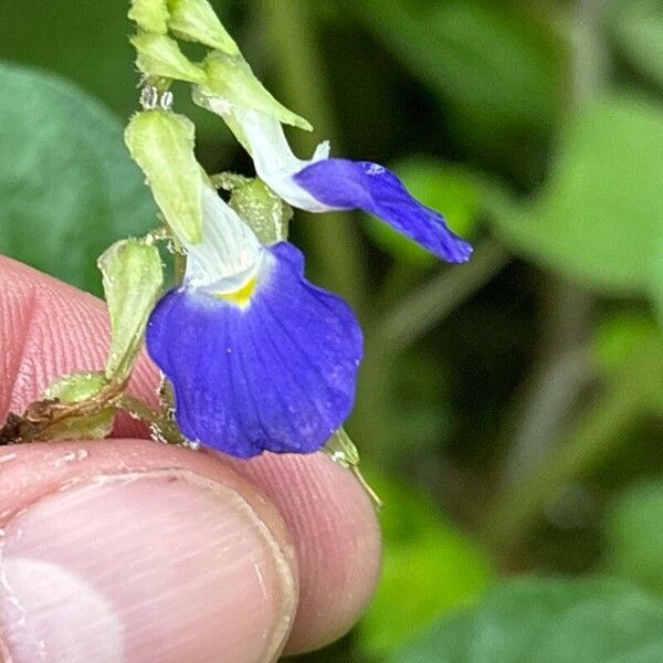 Rhynchoglossum obliquum 花