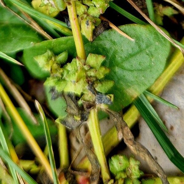 Atriplex patula Плод