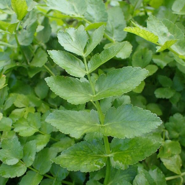 Nasturtium officinale Blad