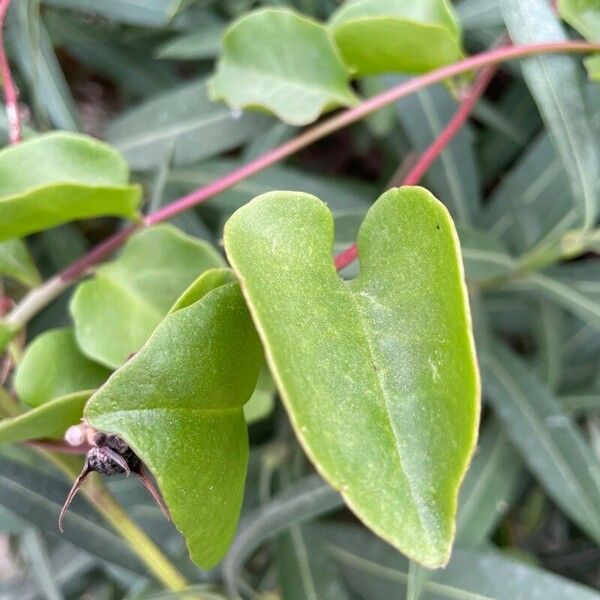 Anredera cordifolia Blatt