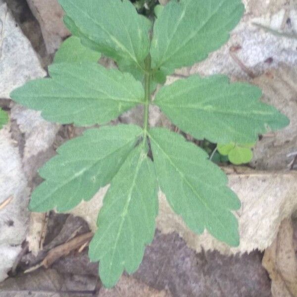 Cardamine bulbifera Leaf