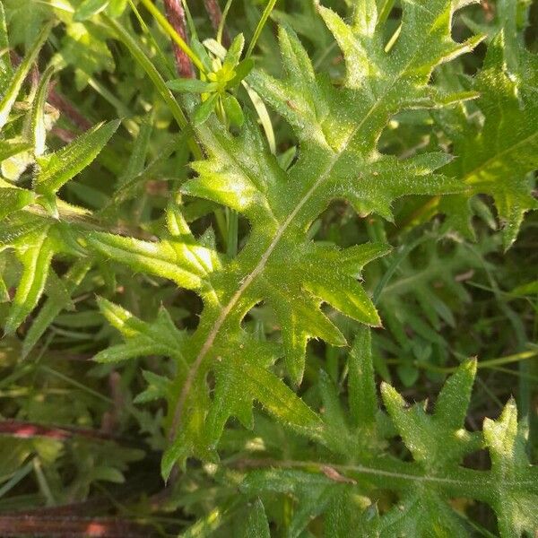 Cirsium tuberosum Leaf