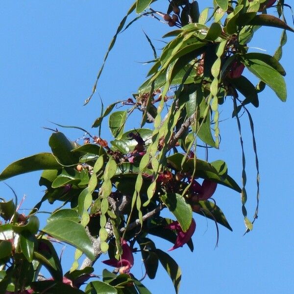 Arthroclianthus deplanchei Habitus